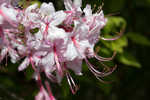 Pink azalea